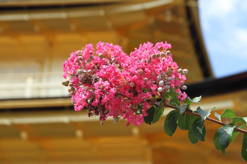 Blüten im japanischen Spätsommer